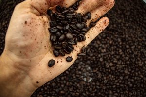 why are coffee beans oily