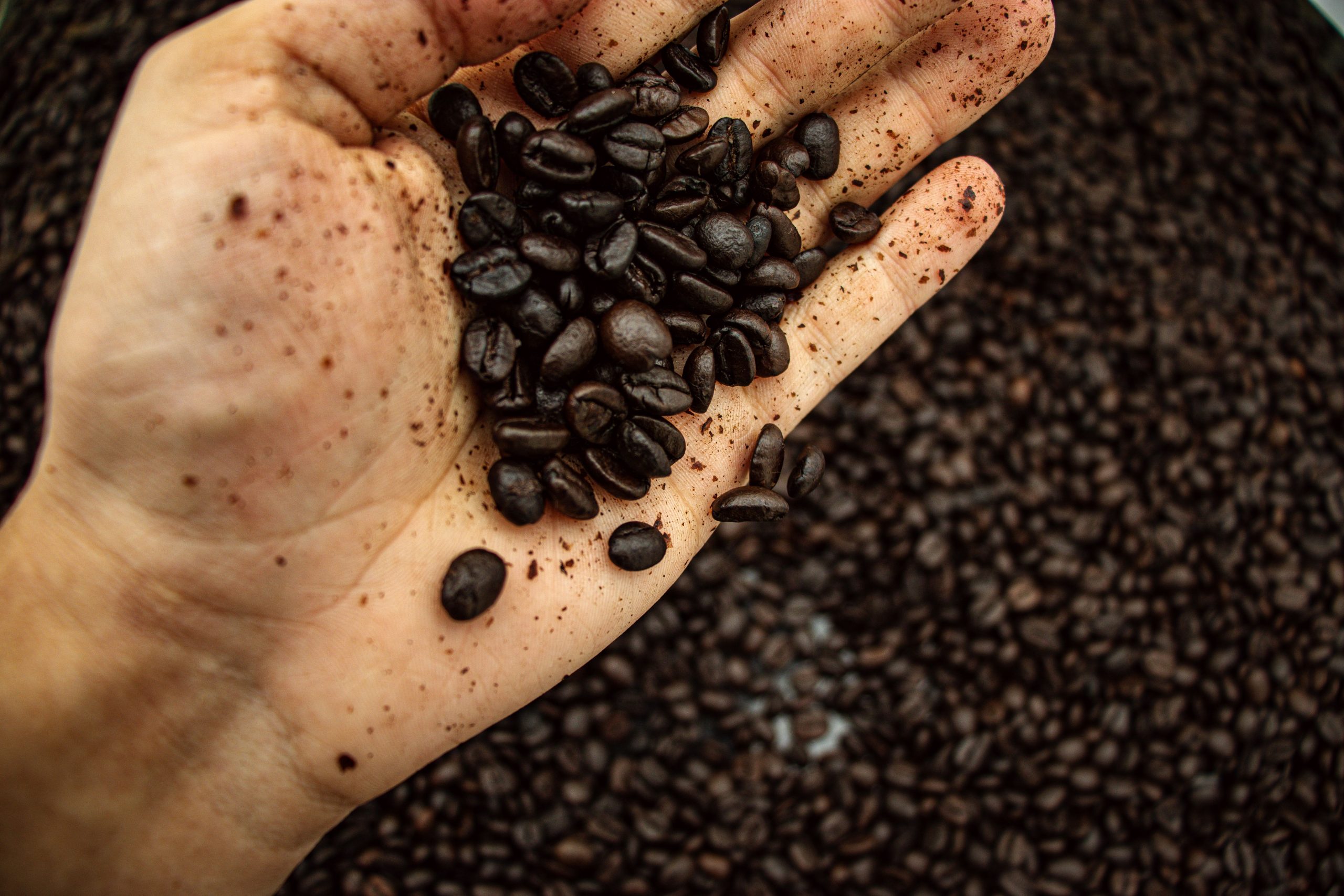 why are coffee beans oily